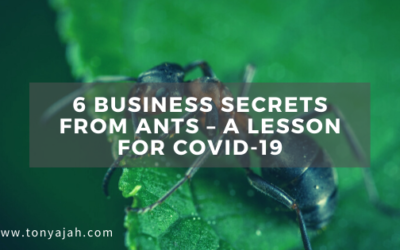 6 Business Secrets From Ants – A Lesson for COVID-19